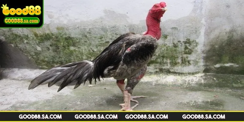Ưu điểm của gà đá bo tại Good88